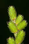 Blunt broom sedge